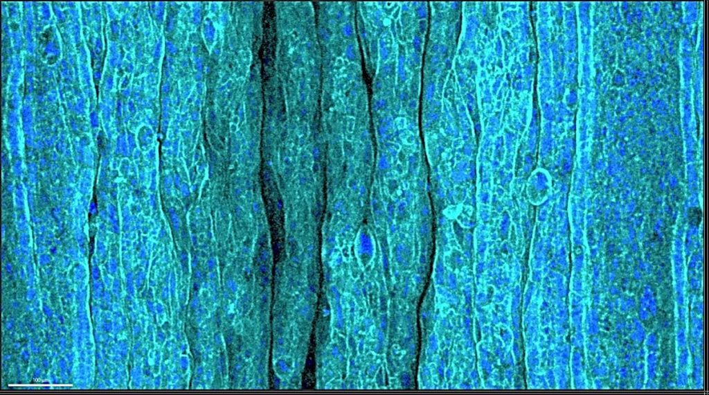 Immagine di epitelio rugoso sullo strato di idrogel dell'ECM in risposta alla compressione. Credito: POSTECH
