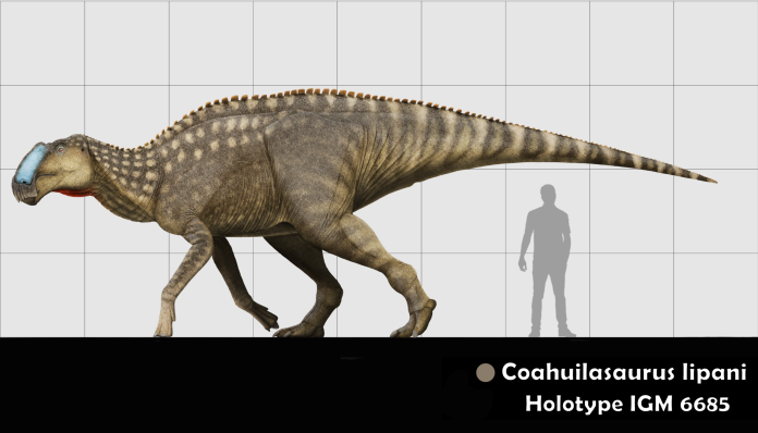 Coahuilasaurus lipani: un adrosauride vissuto 65 milioni di anni fa