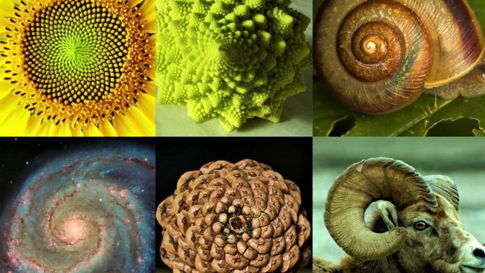 Sequenza di Fibonacci: 5 esempi riscontrati in natura