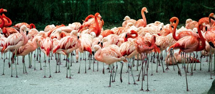 Fotografia naturalistica: cosa non può mancare per scatti meravigliosi