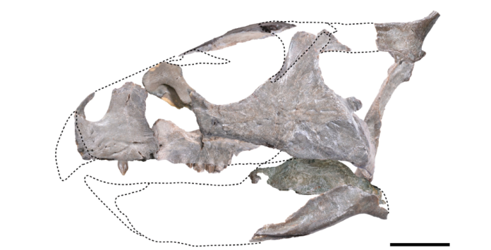 Scoperto un nuovo dinosauro di 100 milioni di anni