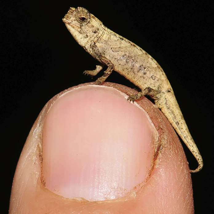 Camaleonte: scoperte 2 nuove specie in Madagascar