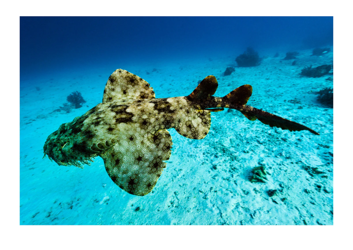 Tasselled Wobbegong: 5 curiosità su questo particolare squalo