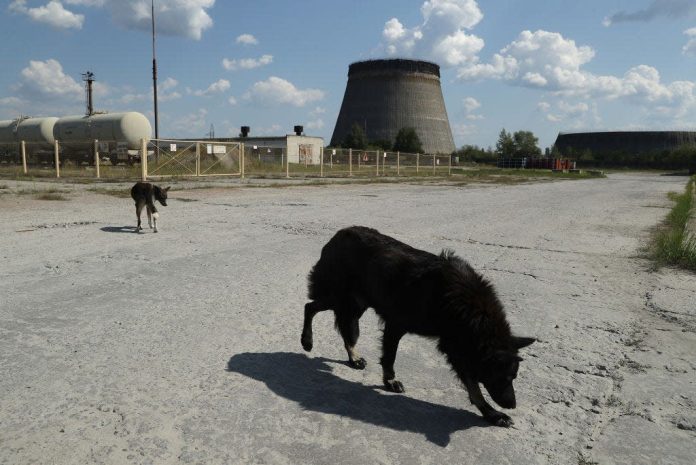 Cani di Chernobyl: l'eredità del disastro è un'evoluzione accelerata