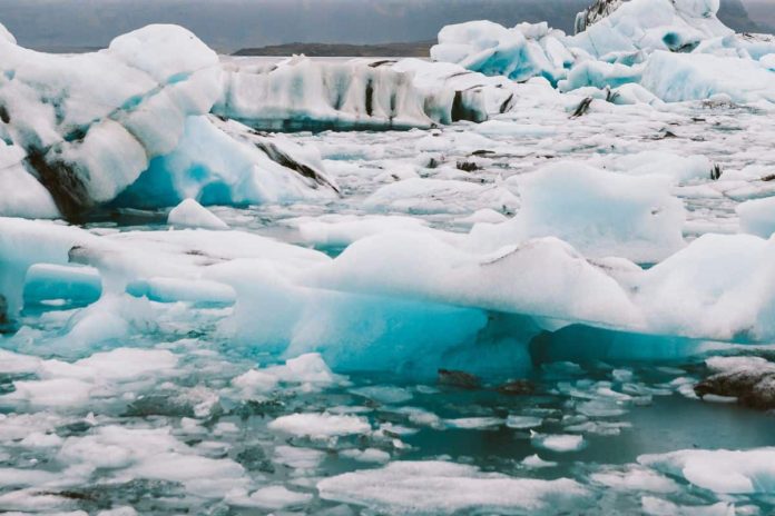 Rinvenuta foresta di 5.900 anni: un tuffo nel passato, un monito sul futuro climatico