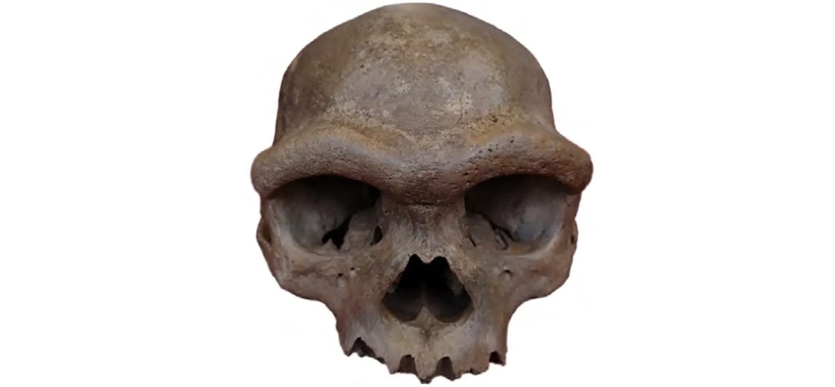 Cranio di Harbin: la chiave per il mistero denisoviano 1 Cranio di Harbin: la chiave per il mistero denisoviano