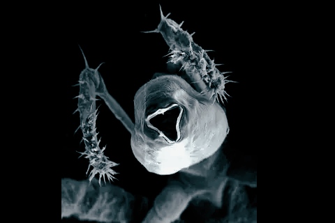 Ragni marini: scoperte 3 nuove specie che si nutrono di metano 1 Ragni marini: scoperte 3 nuove specie che si nutrono di metano