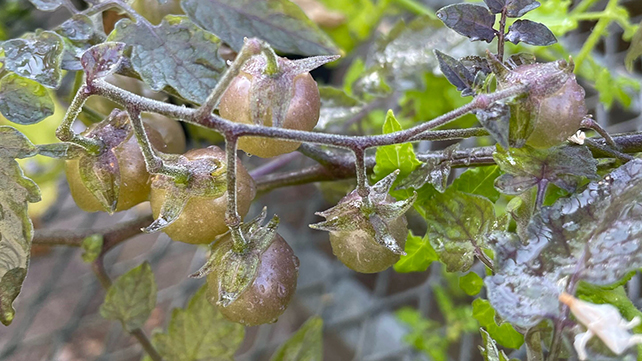 Il caso dei pomodori delle isole Galapagos che si evolvono a ritroso 1 Il caso dei pomodori delle isole Galapagos che si evolvono a ritroso