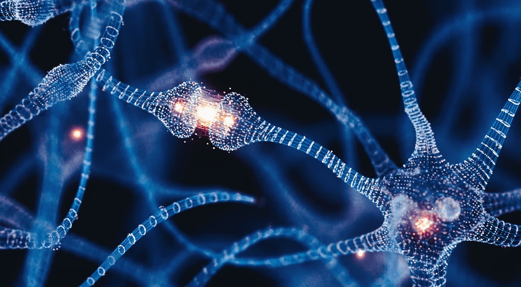 Cervello umano adulto: la neurogenesi continua per tutta la vita 1 Cervello umano adulto: la neurogenesi continua per tutta la vita