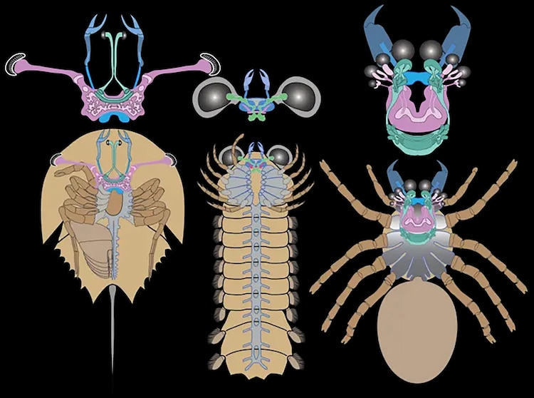 I ragni vengono dal mare: un fossile di 500 milioni di anni riscrive la loro storia 1 I ragni vengono dal mare: un fossile di 500 milioni di anni riscrive la loro storia