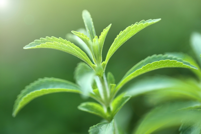Stevia fermentata: un nuovo alleato dalla natura per la lotta al cancro al pancreas 1 Stevia fermentata: un nuovo alleato dalla natura per la lotta al cancro al pancreas
