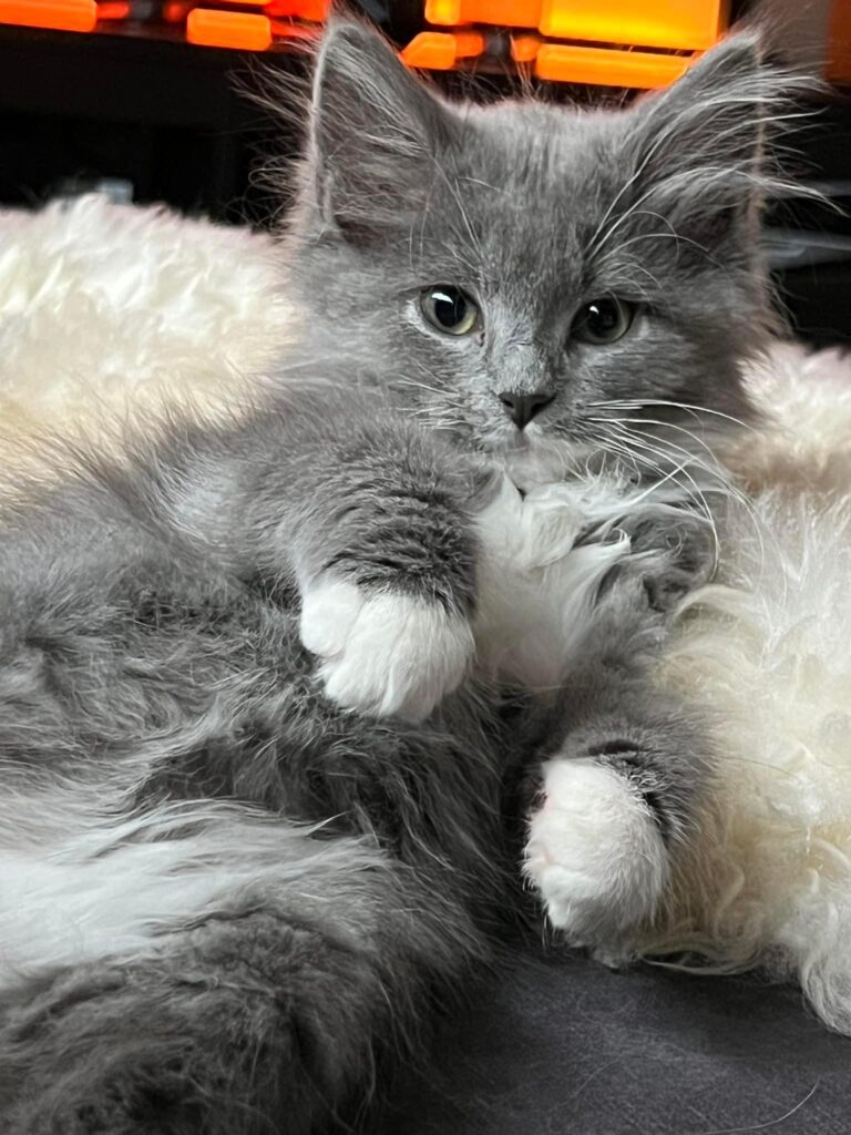 En nydelig grå kattunge