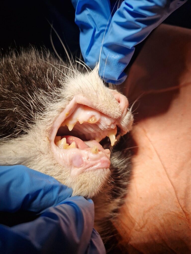 En katts munnhule som viser flere knekte tenner og dårlig tannhelse