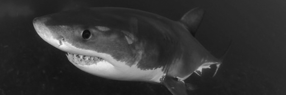 Katharina Mühlenberg | Das Team der red sharks