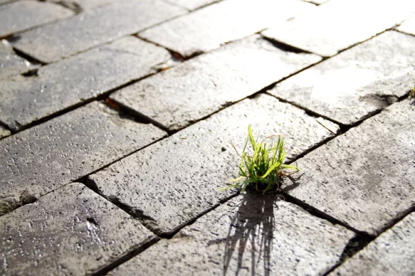 A tuft of grass grows between concrete pavers