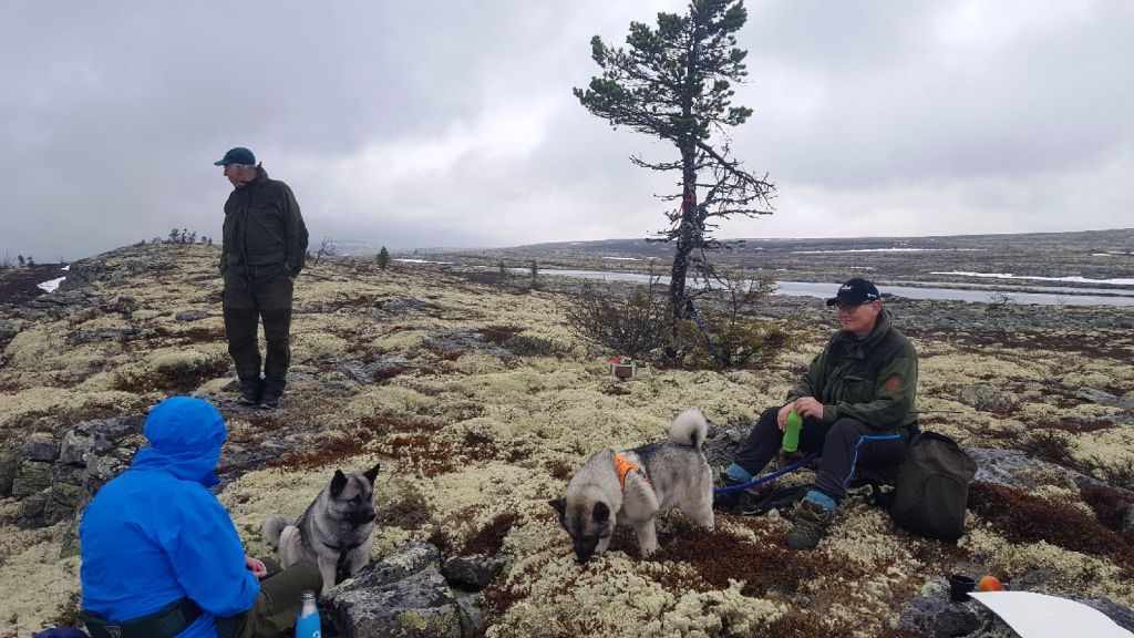 Fonnåsfjellet ca 900 moh 