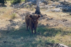 Highland Cattle