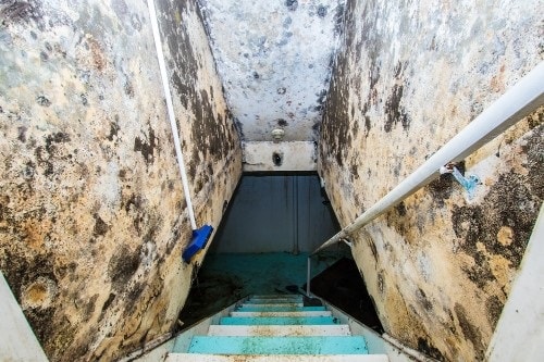 In 2017 two-thirds of private tenants said they had experienced damp, mould, leaking roofs and windows, electrical hazards, vermin or gas leaks in the previous year In 2017 two-thirds of private tenants said they had experienced damp, mould, leaking roofs and windows, electrical hazards, vermin or gas leaks in the previous year