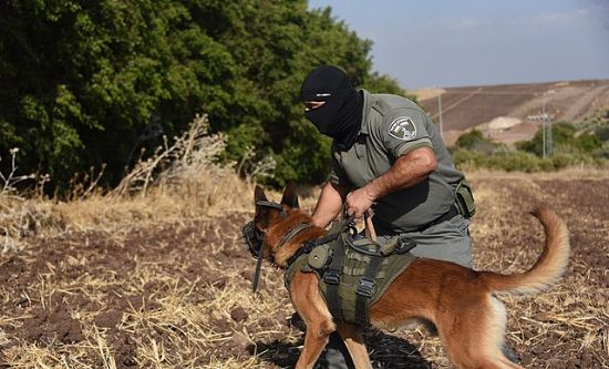 Prison guard with dog searches for escaped Palestinian prisoners