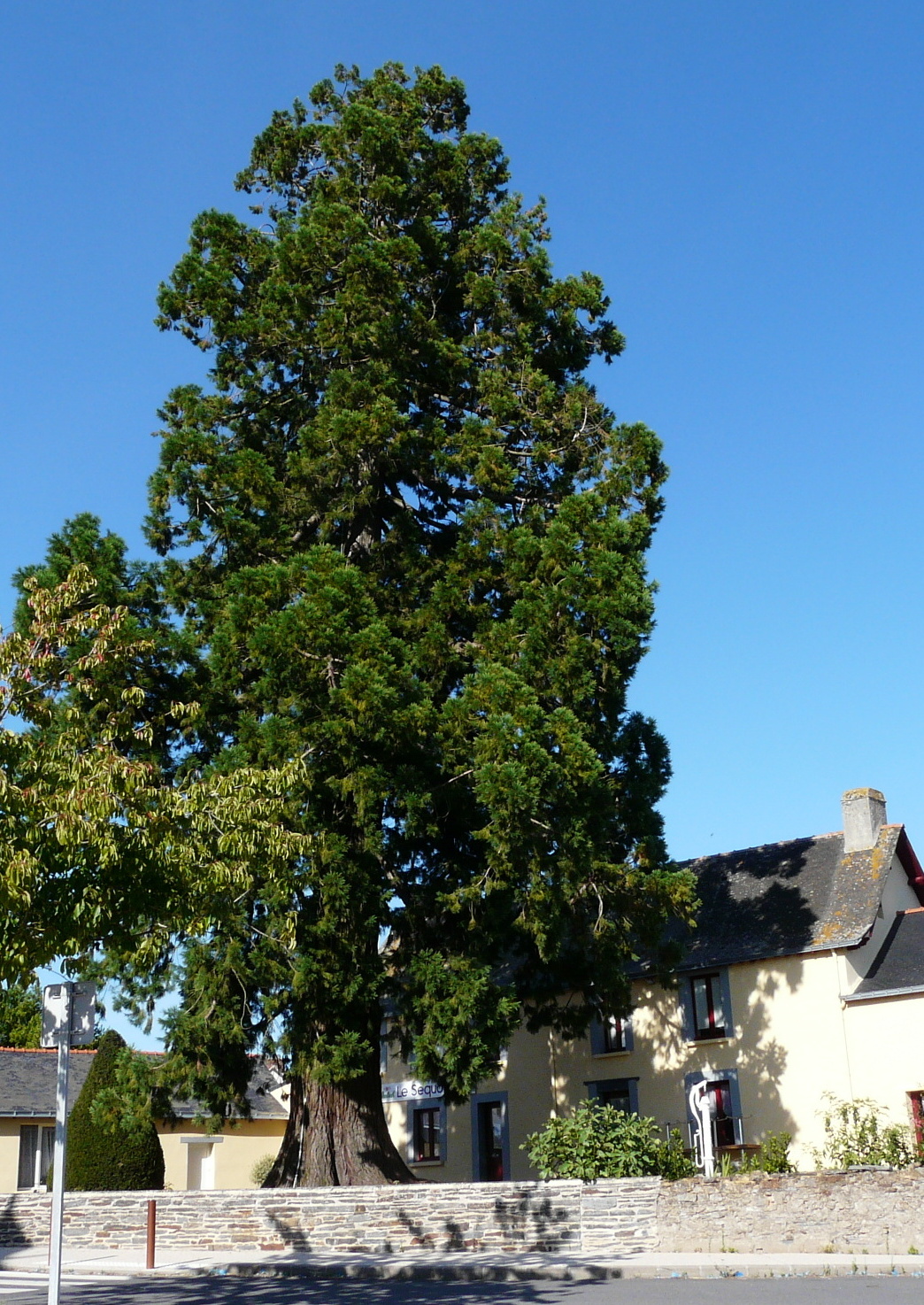 Le séquoia de Puceul