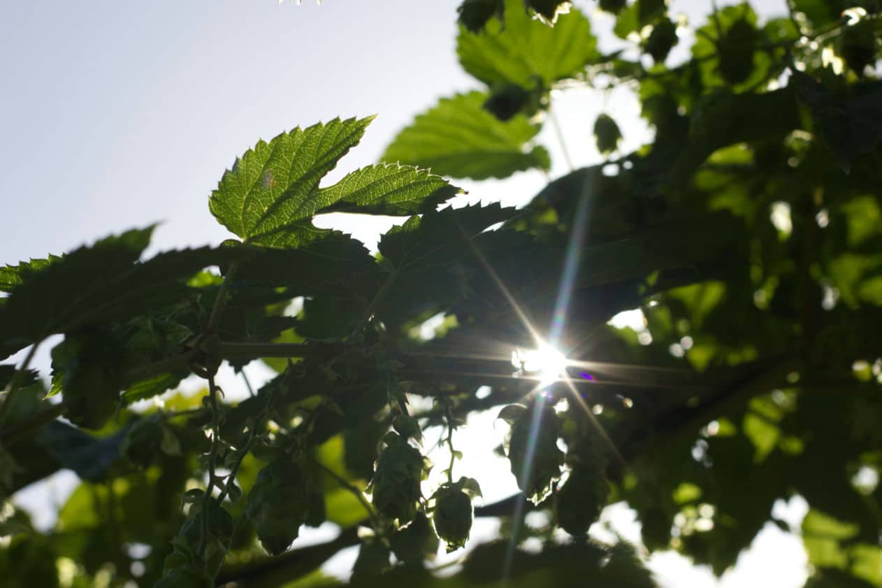 solen skiner genom löv