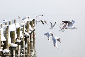 Fliegende Möwen vor einem verschneitem Steg am Ammersee
