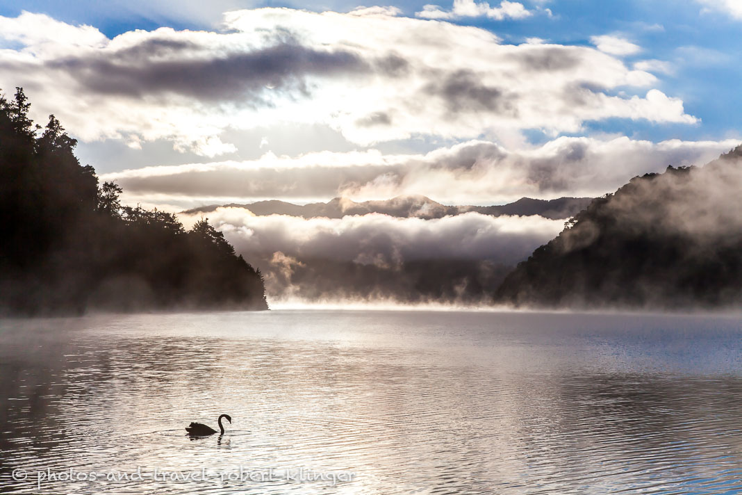 Ein schwarzer Schwan auf dem Waikaremoana See in Neuseeland bei Sonnenaufgang