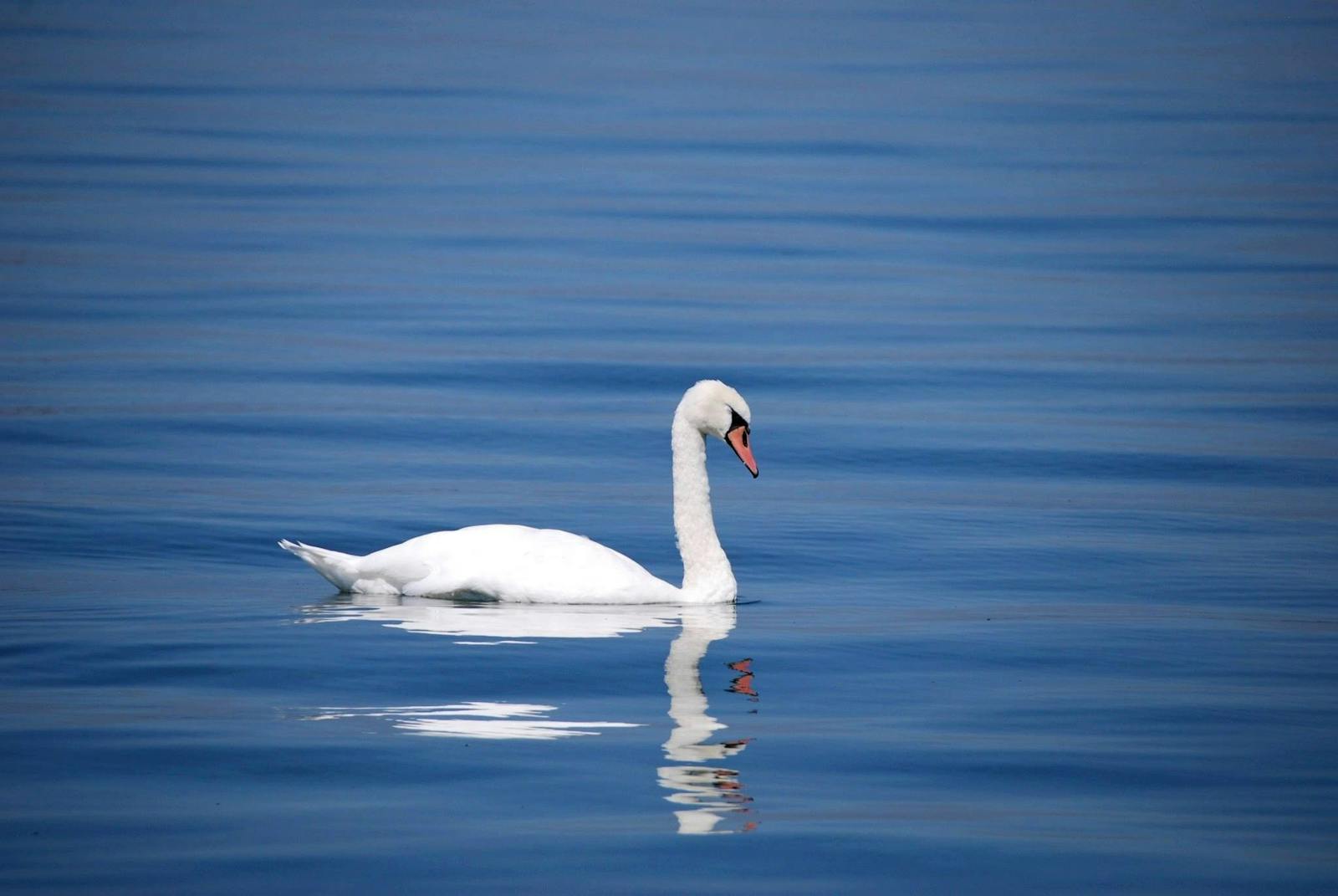 A serene white swan glides on a calm lake, showcasing its reflection and elegance.