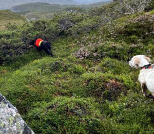 FUGLEHUNDTRENING NJARDARHEIM