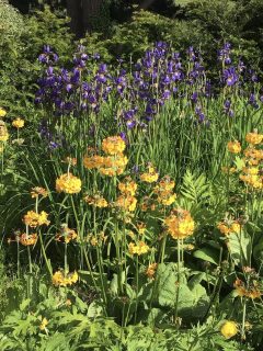 Iris siberica and Primula bulleyana