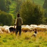 Livestock in organic farming