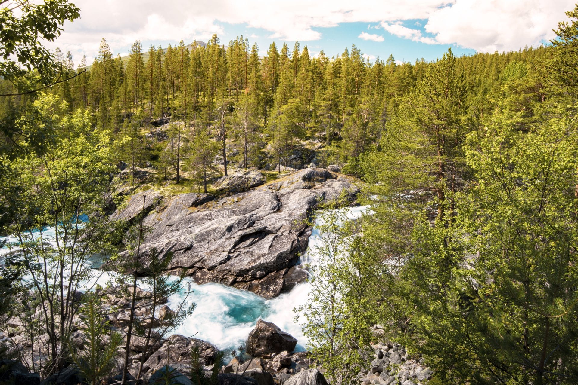Nordic Nature Forest and River