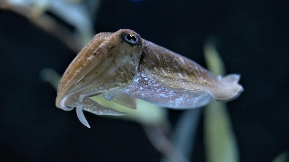 Ontwikkelingen vis en overige mobiele fauna in de Oosterschelde vanaf 1970