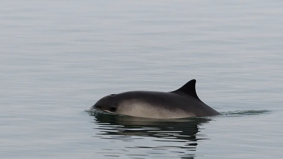 Stichting Delta Bruinvis lanceert nieuwe catalogus