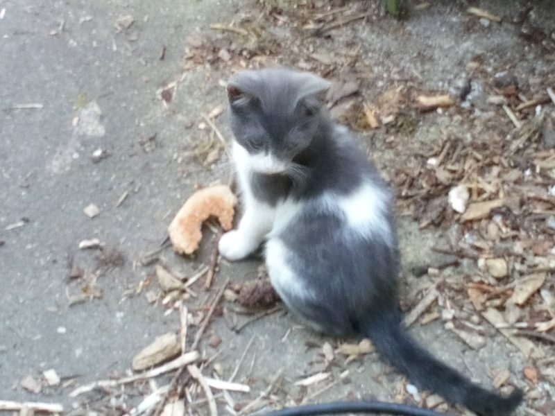 SOLGT - Kattunge 3 måneder gammel