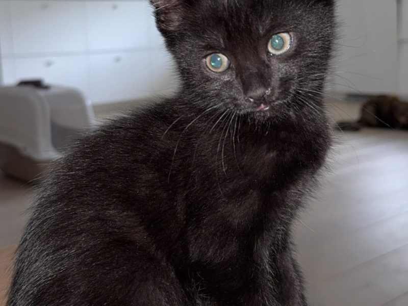 Kattunger