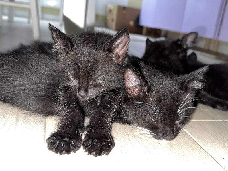 Kattunger
