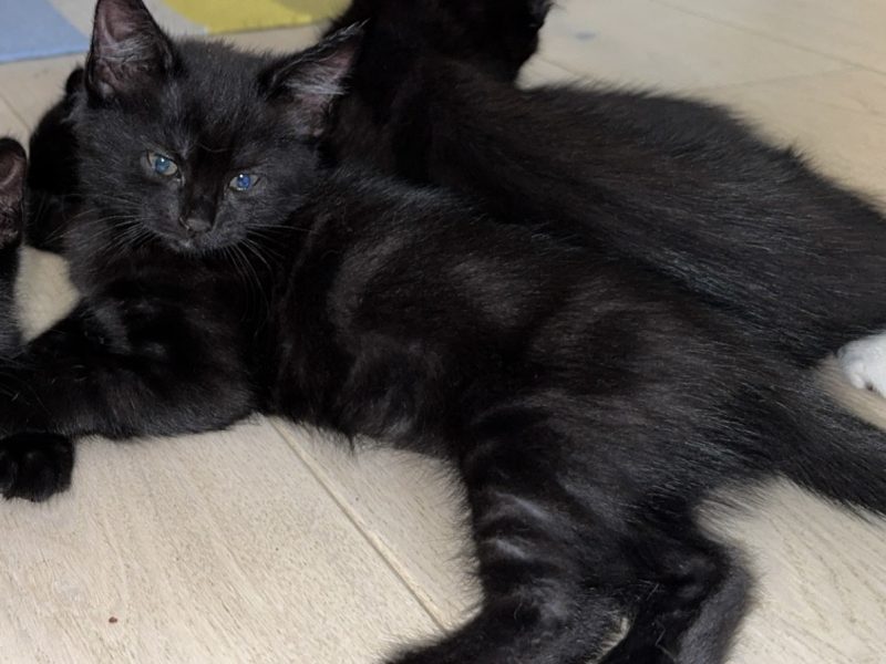 Kattunger