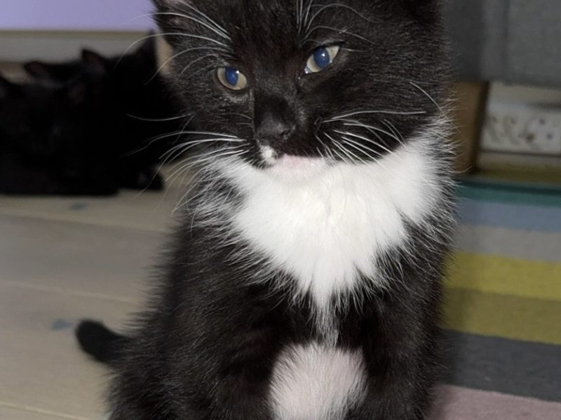 Kattunger