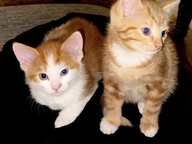 Herlige kattunger perfekte for barnefamilier 💞