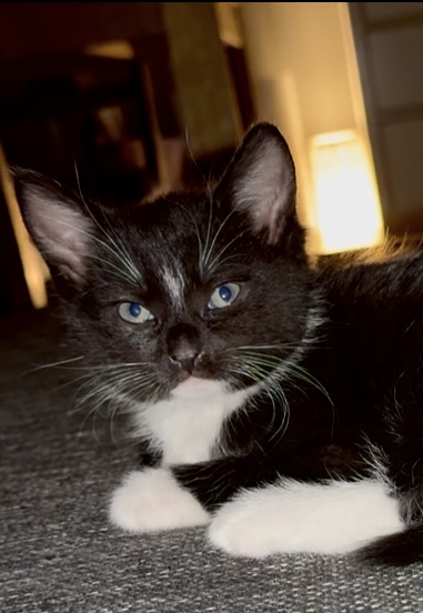 Herlige kattunger perfekte for barnefamilier 💞