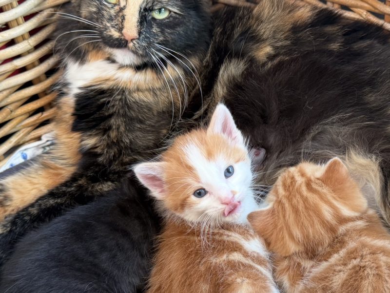 Herlige kattunger perfekte for barnefamilier 💞