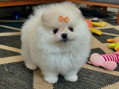 6 Pomeranian-valper (uker gamle)