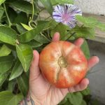 ¿QUÉ ES EL VEGANISMO?