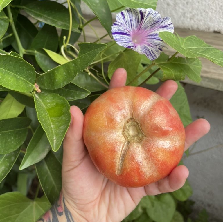 ¿QUÉ ES EL VEGANISMO?