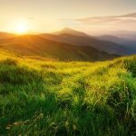 Croquetas veganas de setas