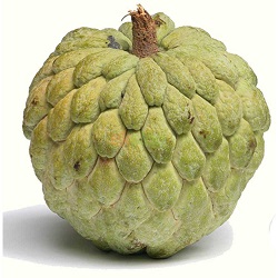 Custard Apple