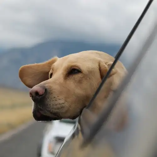Coping With Pet Loss: A Guide to Healing