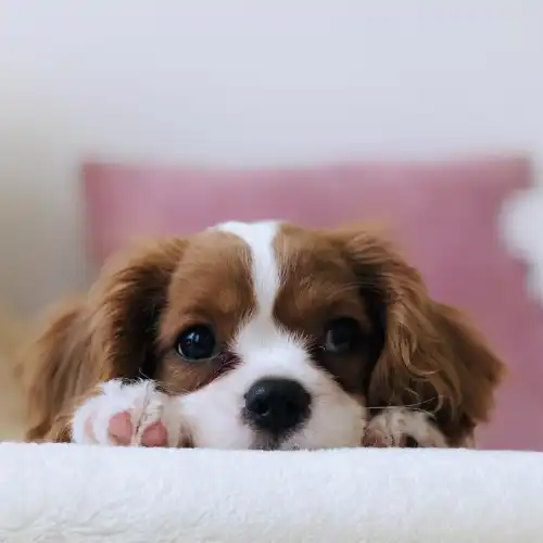 How to turn your pet’s ashes into beautiful jewelry