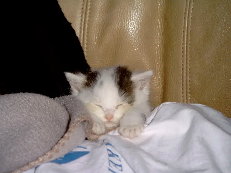 A little white kitten, with brown stripes by her ears